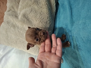 Fajtatiszta csivava babák foglalhatóak.