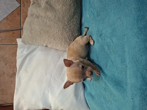 Fajtatiszta csivava babák foglalhatóak. - kép 2