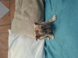 Fajtatiszta csivava babák foglalhatóak. - kép 5