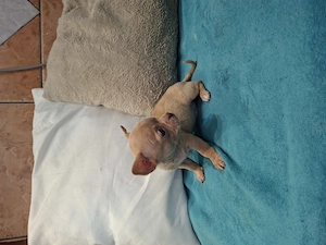 Fajtatiszta csivava babák foglalhatóak. - kép 3