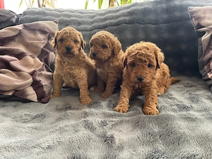 Toy uszkár kiskutyák