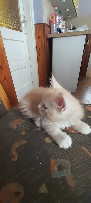 Maine Coon macska - kép 2