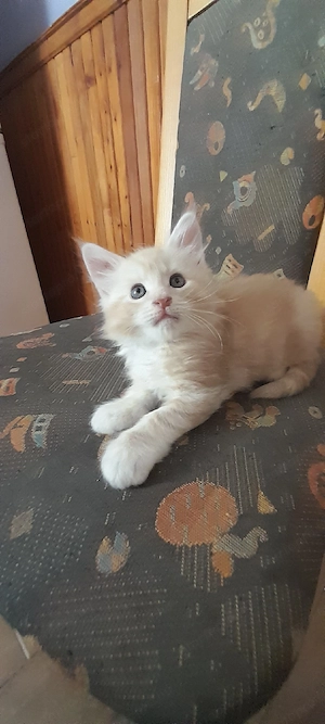 Maine Coon macska - kép 3