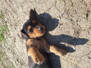 Tacskó Kölyök eladó 