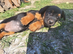 Tacskó Kölyök eladó 