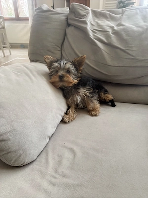 Yorkshire terrier kiskutyák - kép 2