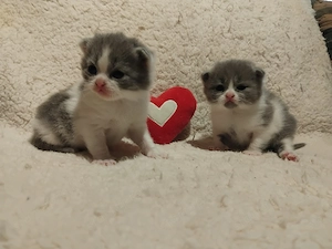 Brit kiscicák foglalhatóak - kép 2