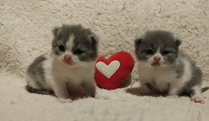 Brit kiscicák foglalhatóak