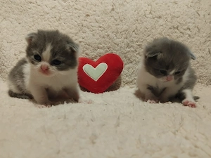 Brit kiscicák foglalhatóak - kép 3