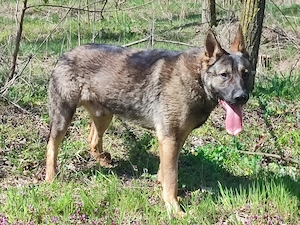 Német juhász , németjuhász - kép 9