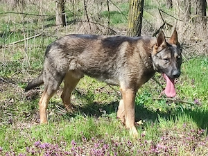 Német juhász , németjuhász - kép 6