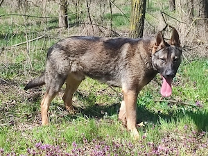 Német juhász , németjuhász - kép 7