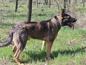 Német juhász , németjuhász - kép 11