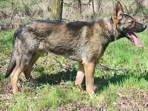 Német juhász , németjuhász - kép 3