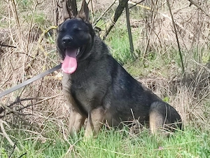 Német juhász , németjuhász - kép 2