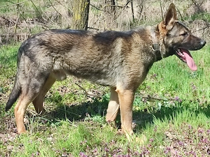 Német juhász , németjuhász - kép 4