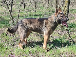 Német juhász , németjuhász - kép 10