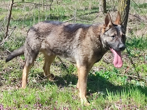 Német juhász , németjuhász - kép 8