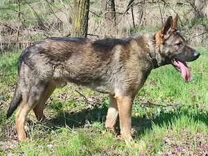 Német juhász , németjuhász - kép 5