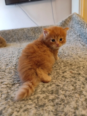 Brit fiúk foglalhatók  - kép 4