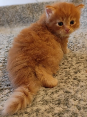 Brit fiúk foglalhatók  - kép 2