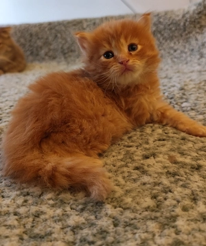 Brit fiúk foglalhatók  - kép 3