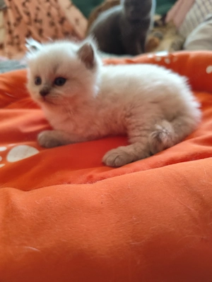 ragdoll kandúr foglalható. - kép 3