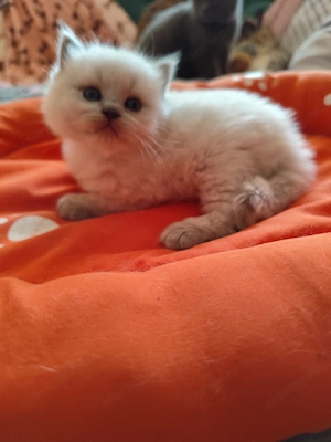 ragdoll kandúr foglalható. - kép 2