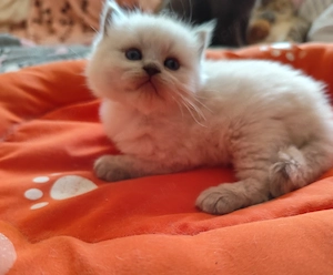 ragdoll kandúr foglalható.