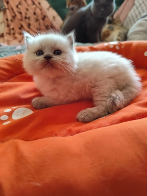 ragdoll kandúr foglalható. - kép 4