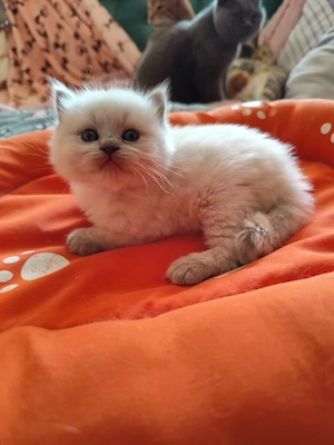 ragdoll kandúr foglalható. - kép 5