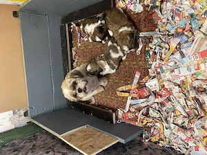 Sichu kiskutyák - kép 2