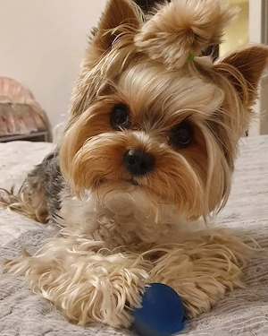 Yorkshire terrier 