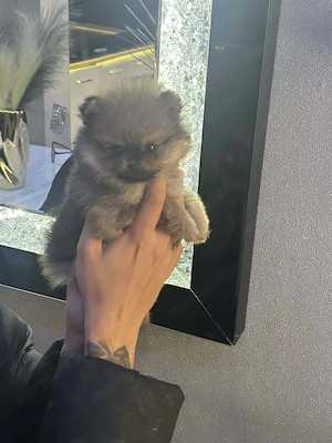 Pormerámiai törpe spicc  - kép 2