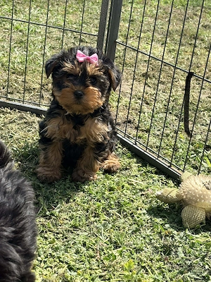 Mini yorki yorkshire terrier - kép 3