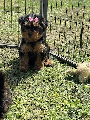 Mini yorki yorkshire terrier - kép 2