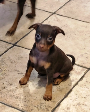 Barna cser törpe pincser kölykök  - kép 4