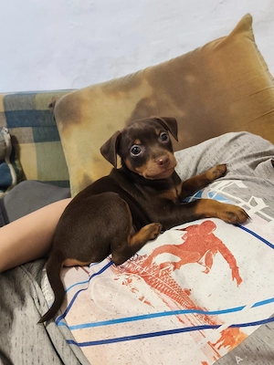 Barna cser törpe pincser kölykök  - kép 2