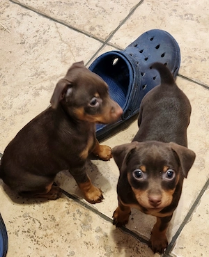 Barna cser törpe pincser kölykök  - kép 3