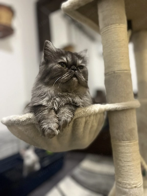 Perzsa cicák eladó - kép 2