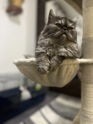 Perzsa cicák eladó - kép 4