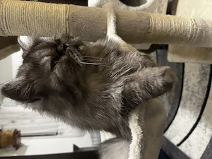 Perzsa cicák eladó - kép 3