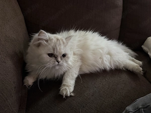 Perzsa cicák eladó - kép 5