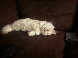 Perzsa cicák eladó