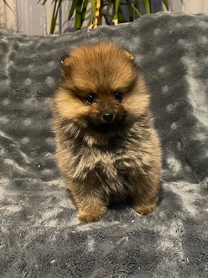 Pomerániai Törpe Spitz kiskutya - kép 2