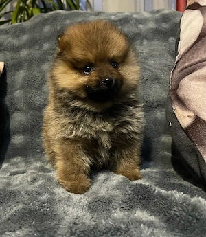 Pomerániai Törpe Spitz kiskutya