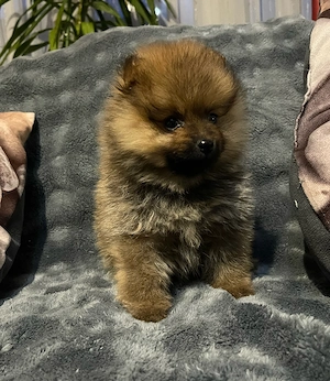 Pomerániai Törpe Spitz kiskutya - kép 3