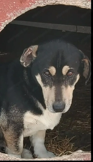 A jászladányi gyepmesteri telep gazdakeresői sos