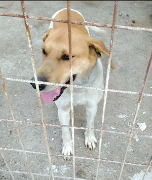 A jászladányi gyepmesteri telep gazdakeresői sos - kép 4