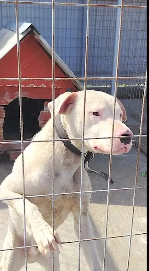 A jászladányi gyepmesteri telep gazdakeresői sos - kép 5